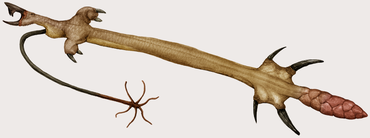 citognathus