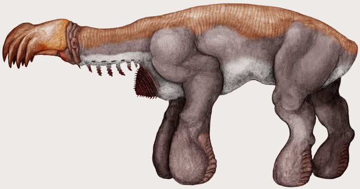 kinetodirus