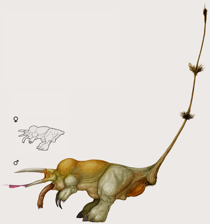 thaumataurus