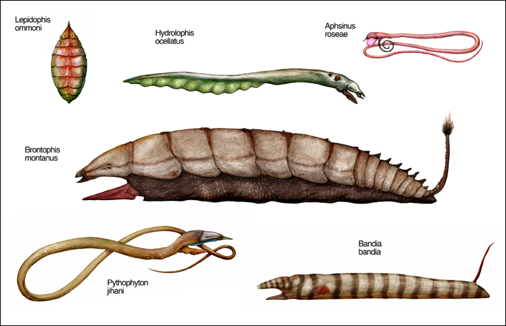 lophophids